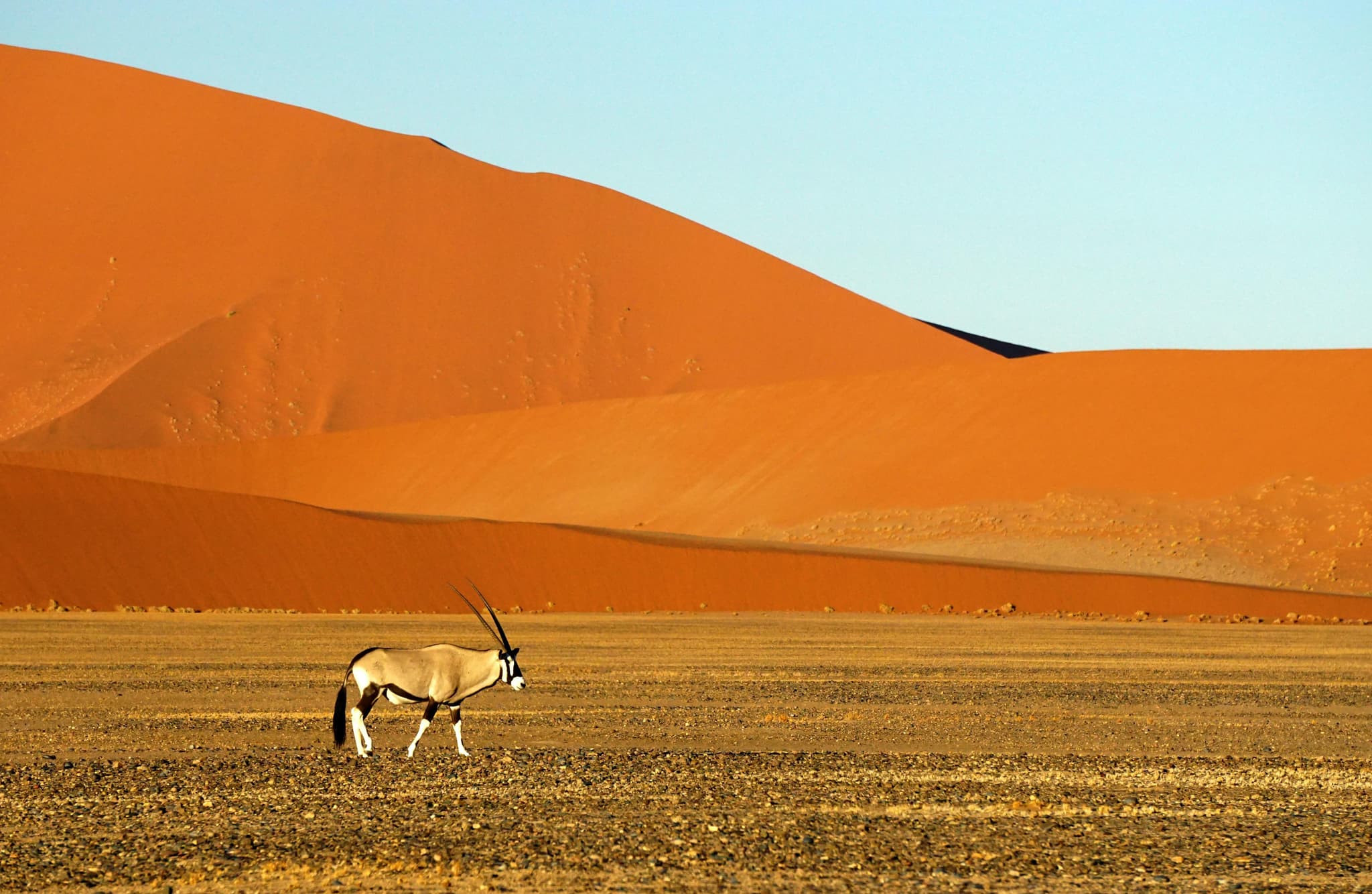 Sossusvlei red dunes in Namibia