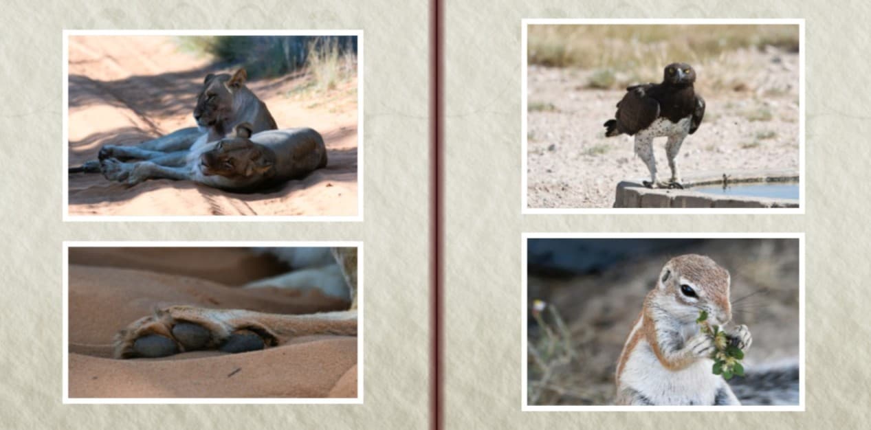 Memories of the Kalahari photo book — page 13: Lions, martial eagle & ground squirrel
