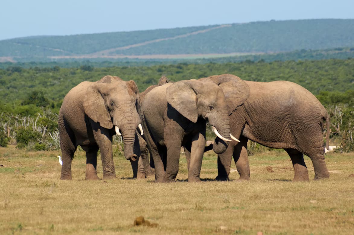 Scenic landscape of Addo Elephant National Park