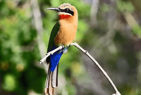 Colourful white-fronted bee-eater with green and blue plumage and a red throat perched on a slender branch