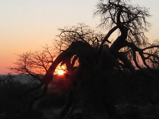 Gnarled acacia tree silhouetted against a glowing orange African sunset with the sun peeking through its branches