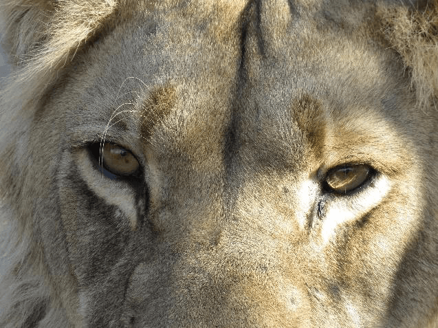 Extreme close-up of a lion's face and amber eyes gazing directly at the camera