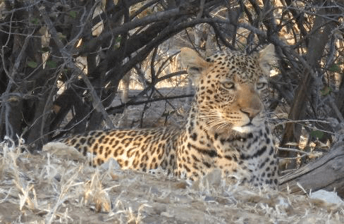 Leopard lying calmly in the shade beneath a tangle of thornbush, gazing toward the camera in golden light
