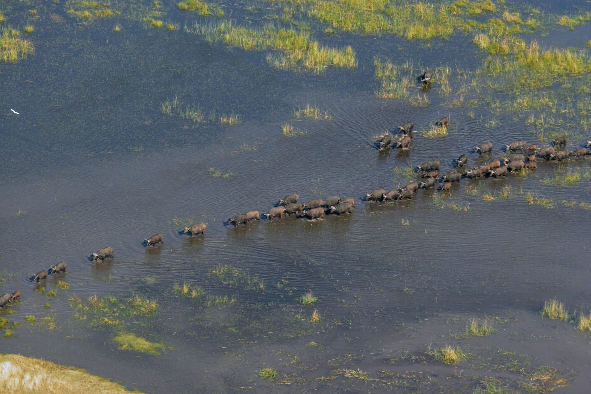 Luftaufnahme einer Büffelherde, die durch flaches Wasser im Okavango-Delta zieht