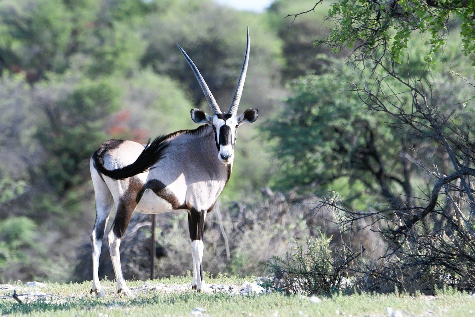 Majestätische Oryxantilope steht aufmerksam im grünen Kalahari-Busch