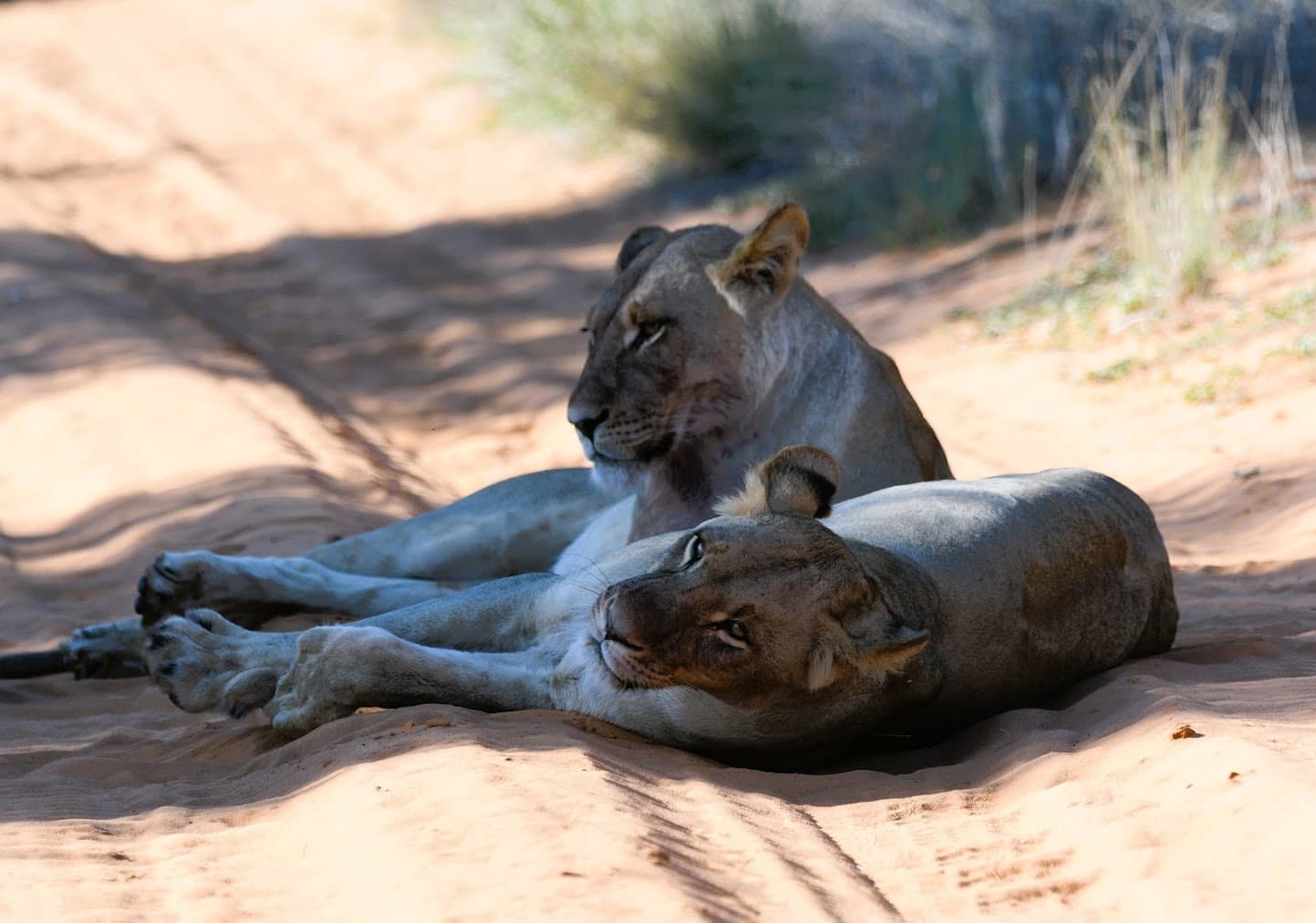 Zwei Löwinnen ruhen zusammen auf sandigem Boden in der Kalahari