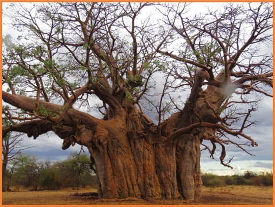 Uralter Baobabbaum mit massivem Stamm im afrikanischen Busch