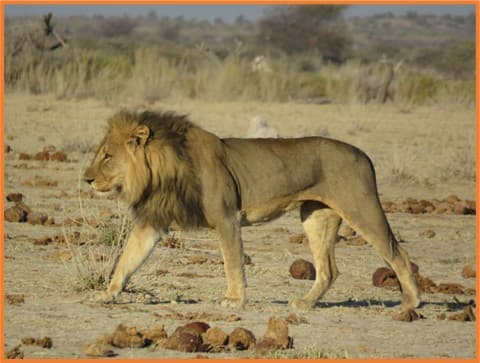 Männlicher Löwe geht durch die Kalahari-Savanne