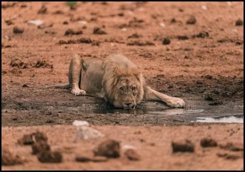 Leeuw drinkt bij waterpoel in woestijnterrein