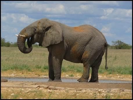 Afrikaanse olifant bij waterpoel
