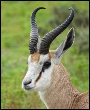 Springbok-antilope met kenmerkende lange hoorns