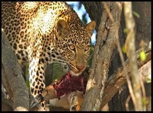Luipaard in een boom met prooi, Etosha National Park