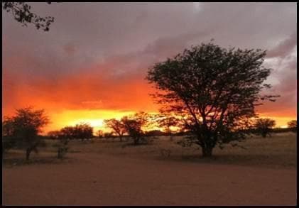 Vurige Afrikaanse zonsondergang achter acaciabomen, Kalahari