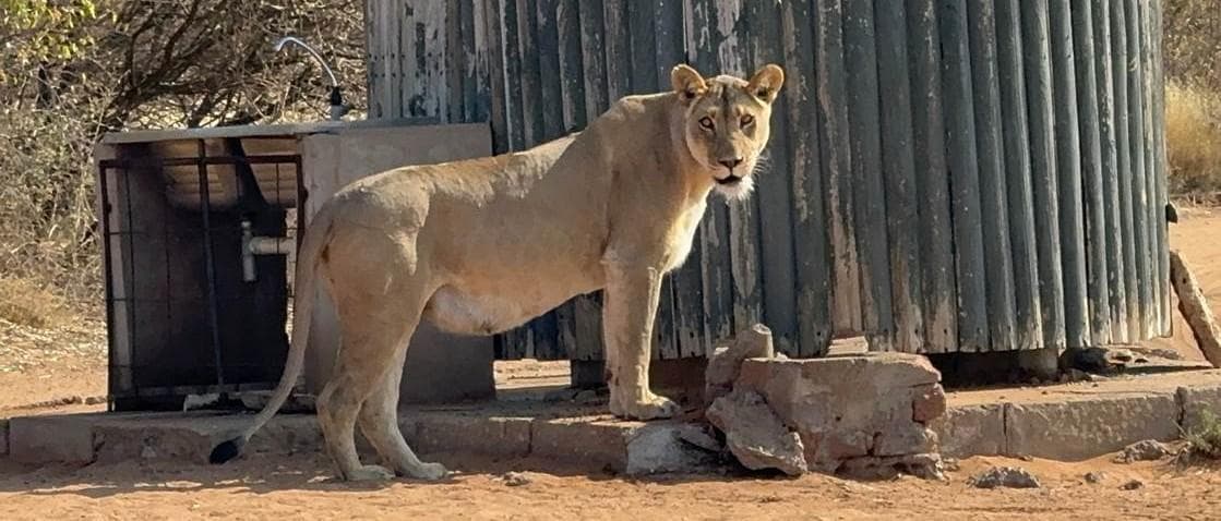 Löwin steht aufmerksam neben einem Wassertank im Mabuasehube-Wildreservat in der Kalahari