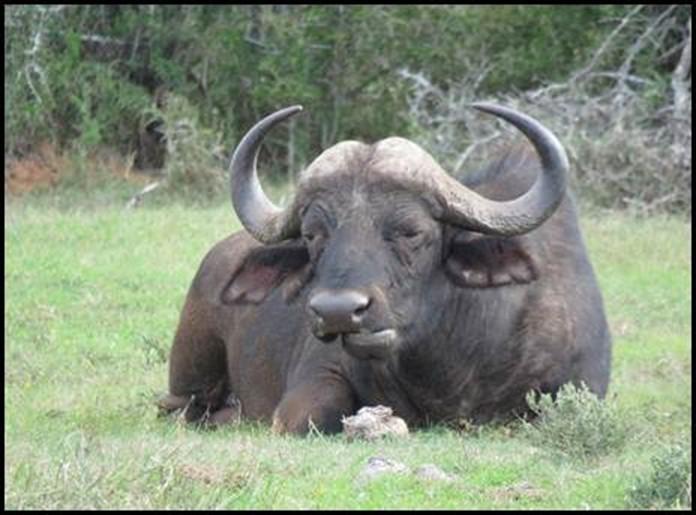 Cape buffalo in the Baviaanskloof