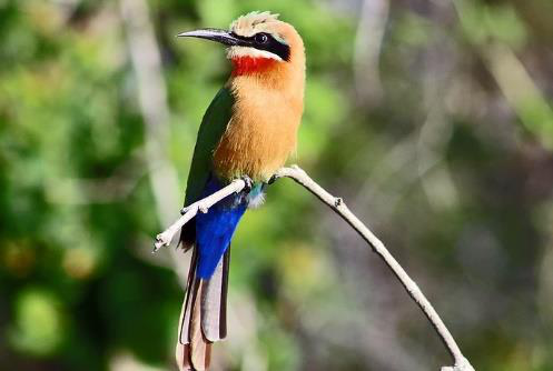 Colourful white-fronted bee-eater with green and blue plumage and a red throat perched on a slender branch
