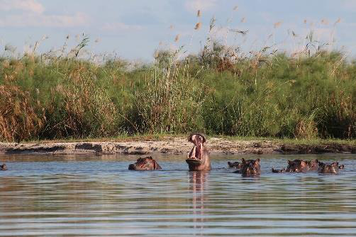 Pod of hippos in a calm river, one with its mouth wide open, against a backdrop of tall green reeds on the Kwando floodplains