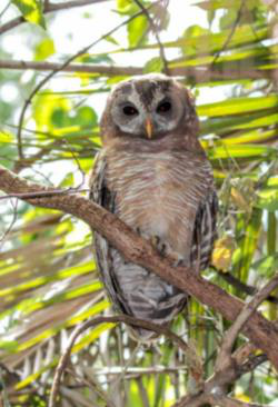 African wood owl perched on a branch amid green palm fronds, looking toward the camera
