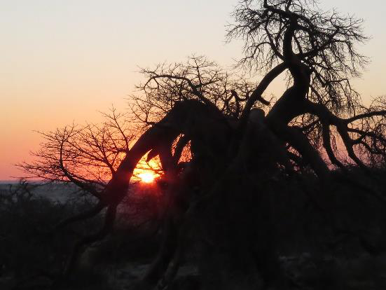 Gnarled acacia tree silhouetted against a glowing orange African sunset with the sun peeking through its branches