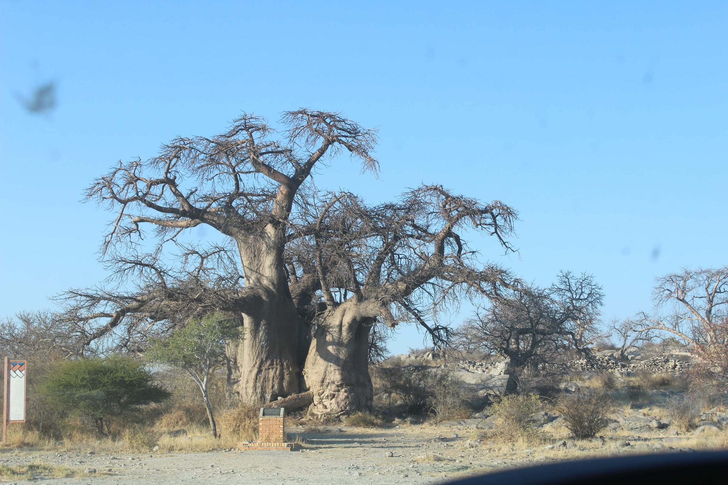 Riesiger uralter Baobabbaum mit dickem Stamm und ausladenden kahlen Ästen — einer der Magnificent 7 in Nxai Pan