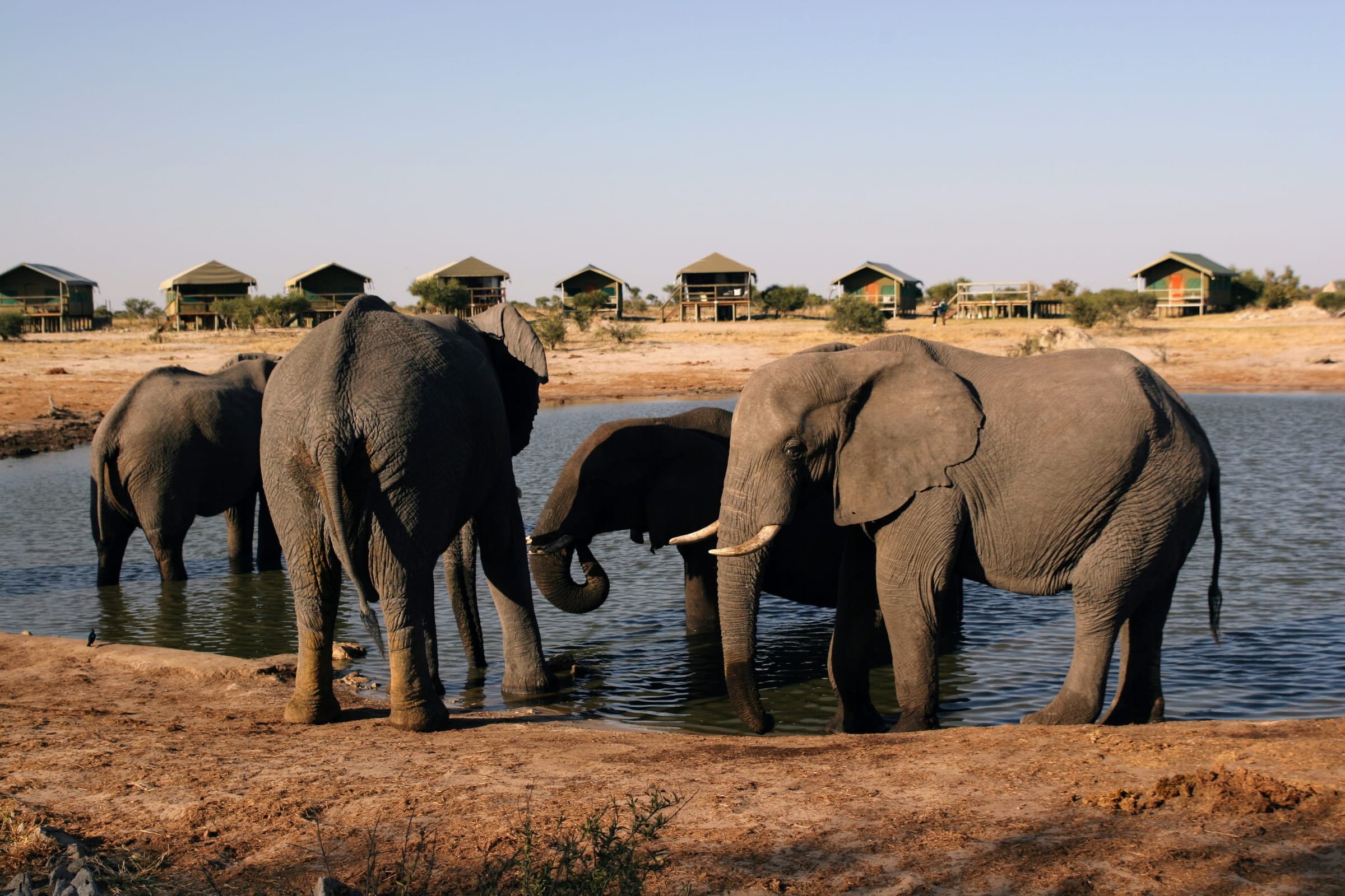 Nahaufnahme von Elefanten, die am Wasserloch trinken, mit Safari-Zelten von Elephant Sands im Hintergrund