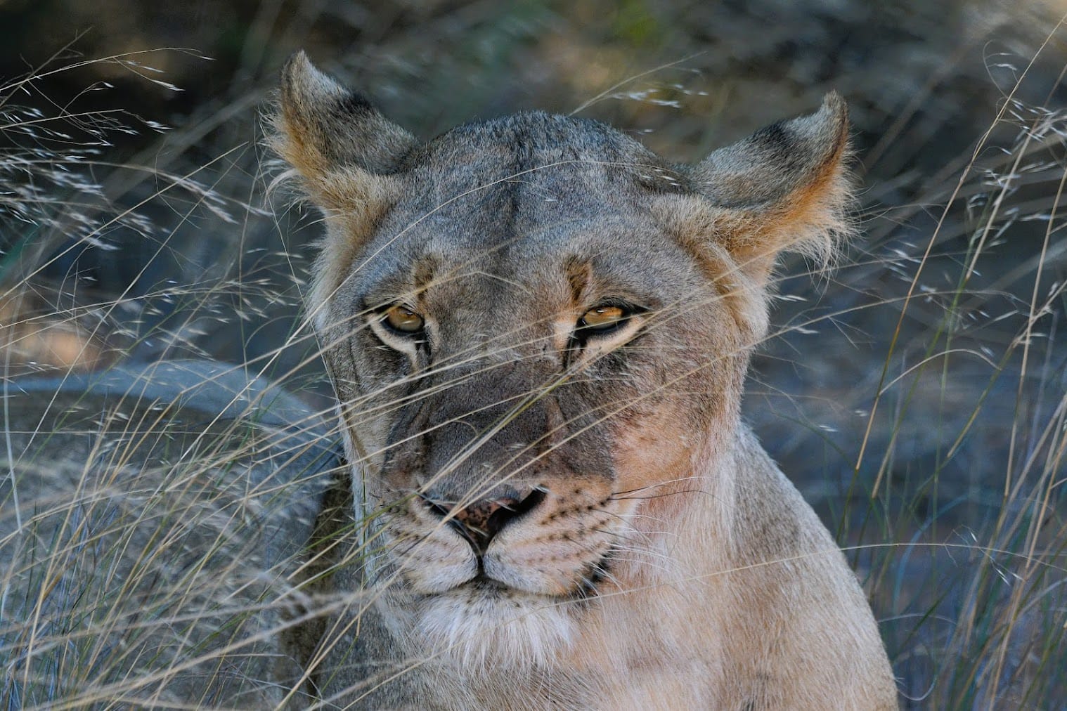 Nahaufnahme-Porträt einer Löwin im goldenen Kalahari-Gras mit intensiven bernsteinfarbenen Augen