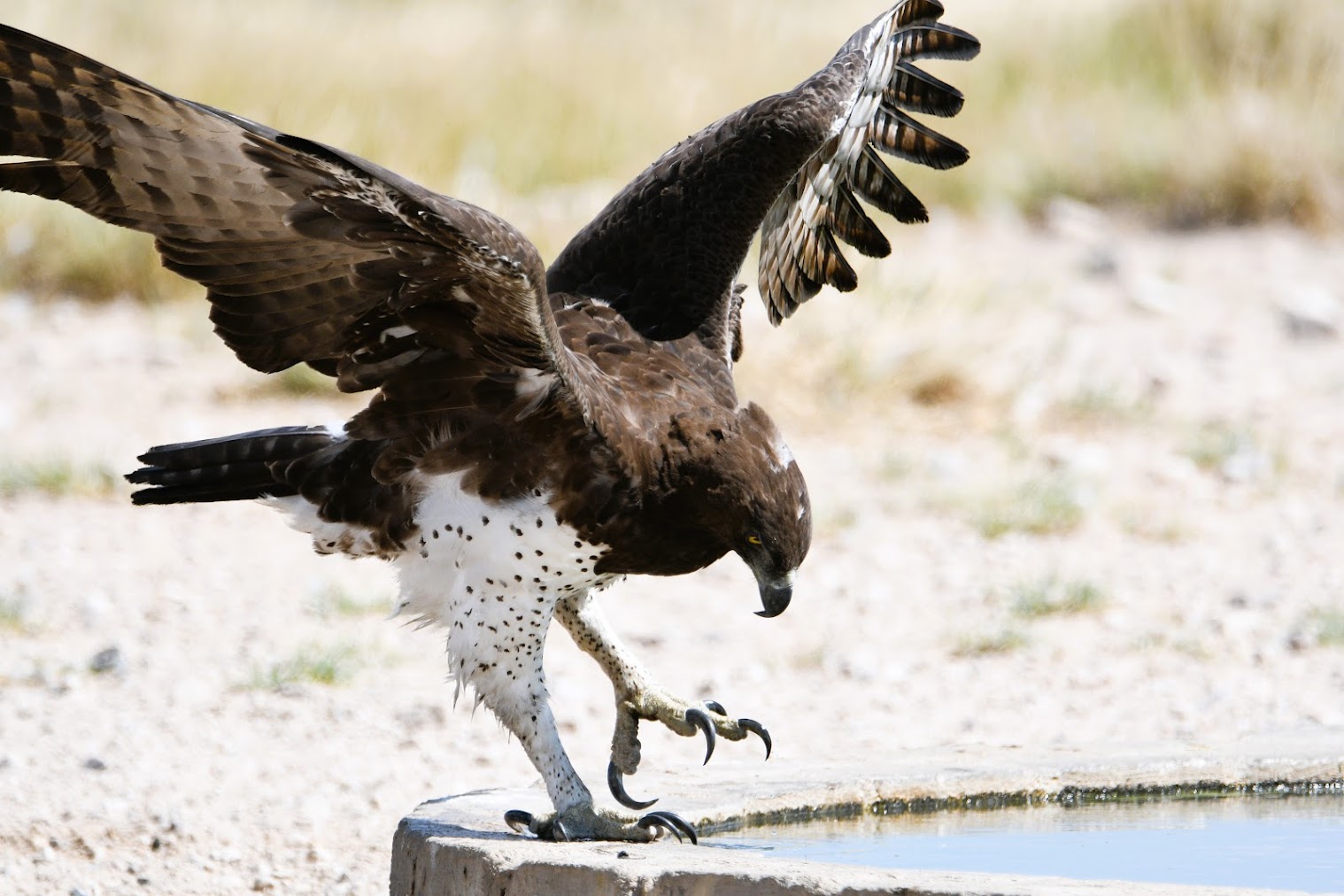 Kampfadler mit ausgebreiteten Flügeln landet an einem Wasserloch und zeigt kräftige Krallen