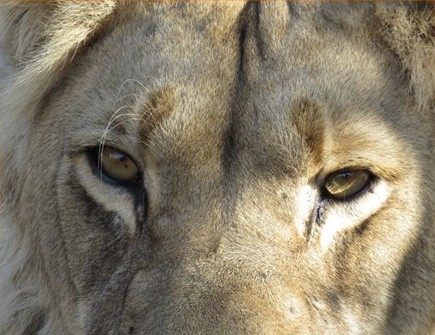 Extreme Nahaufnahme des Gesichts eines männlichen Löwen mit intensiven Augen und Gesichtsdetails