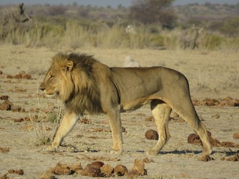 Männlicher Löwe geht durch trockene Kalahari-Savanne mit voller dunkler Mähne