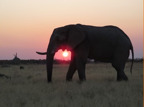 Silhouette eines Elefanten bei Sonnenuntergang mit der Sonne zwischen Beinen und Rüssel