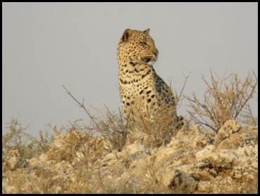 Leopard sitzt aufmerksam auf felsigem Gelände in der Kalahari