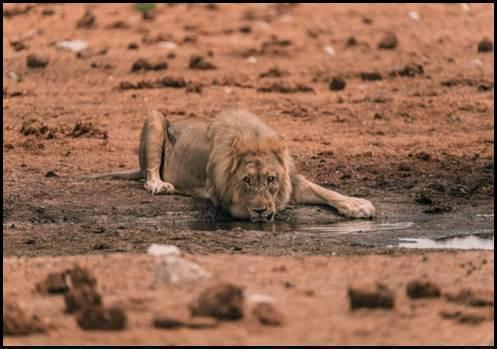 Leeuw drinkt bij waterpoel in woestijnterrein
