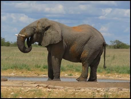Afrikaanse olifant bij waterpoel